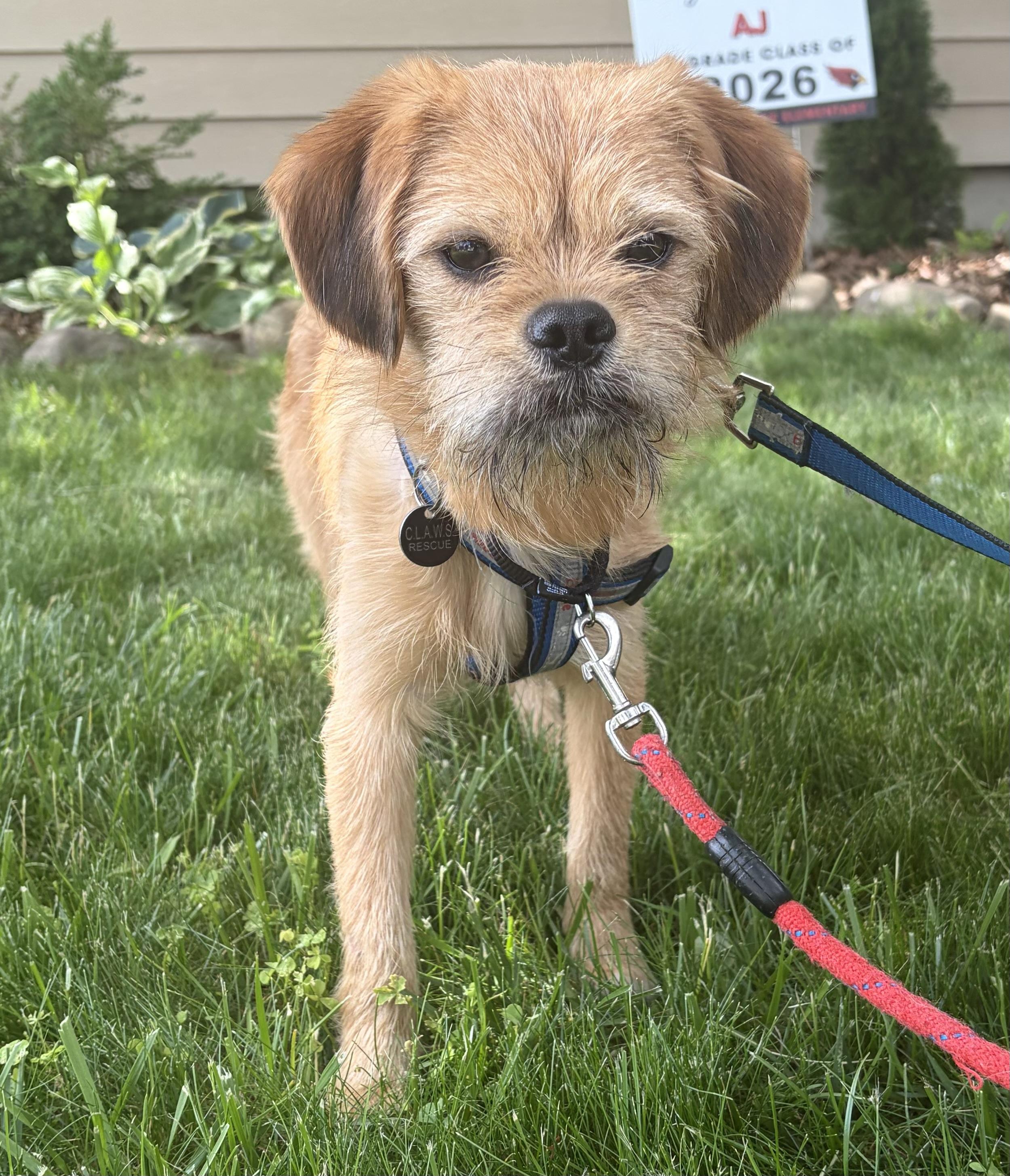 Enlarge Falafel, a Adoptable mixed breed in Closter, NJ image 4/6