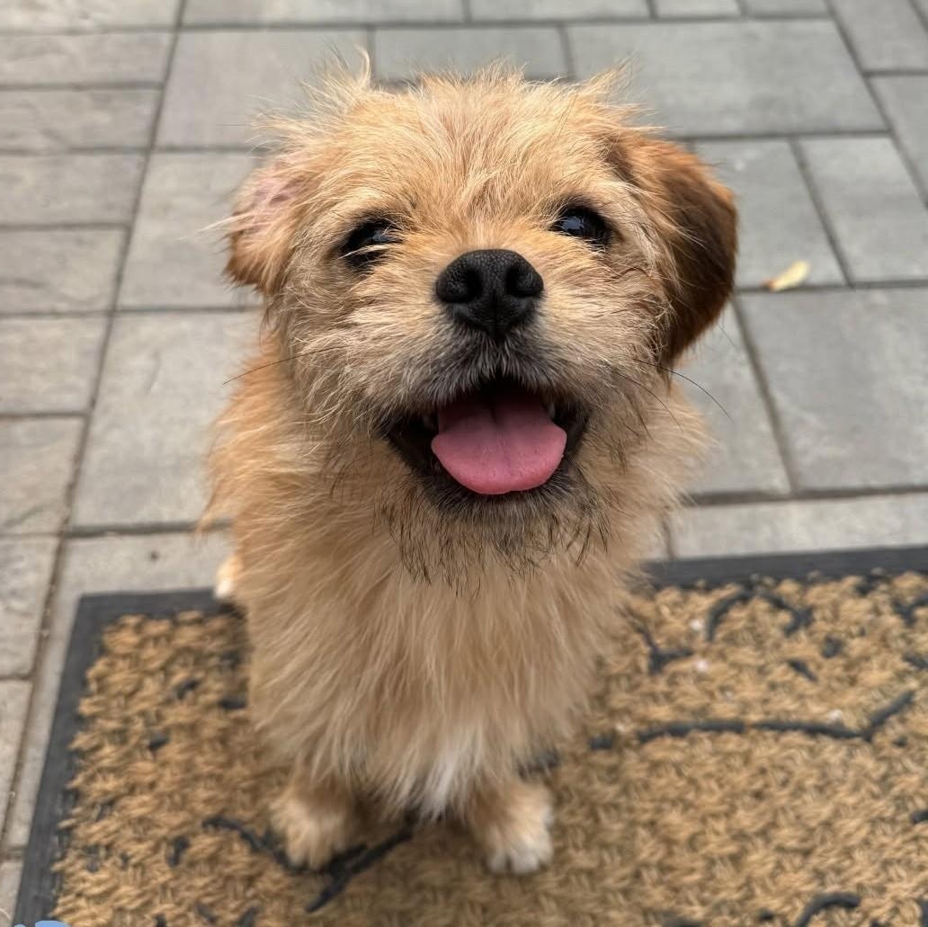 Falafel, Adoptable, Young Male Puggle.