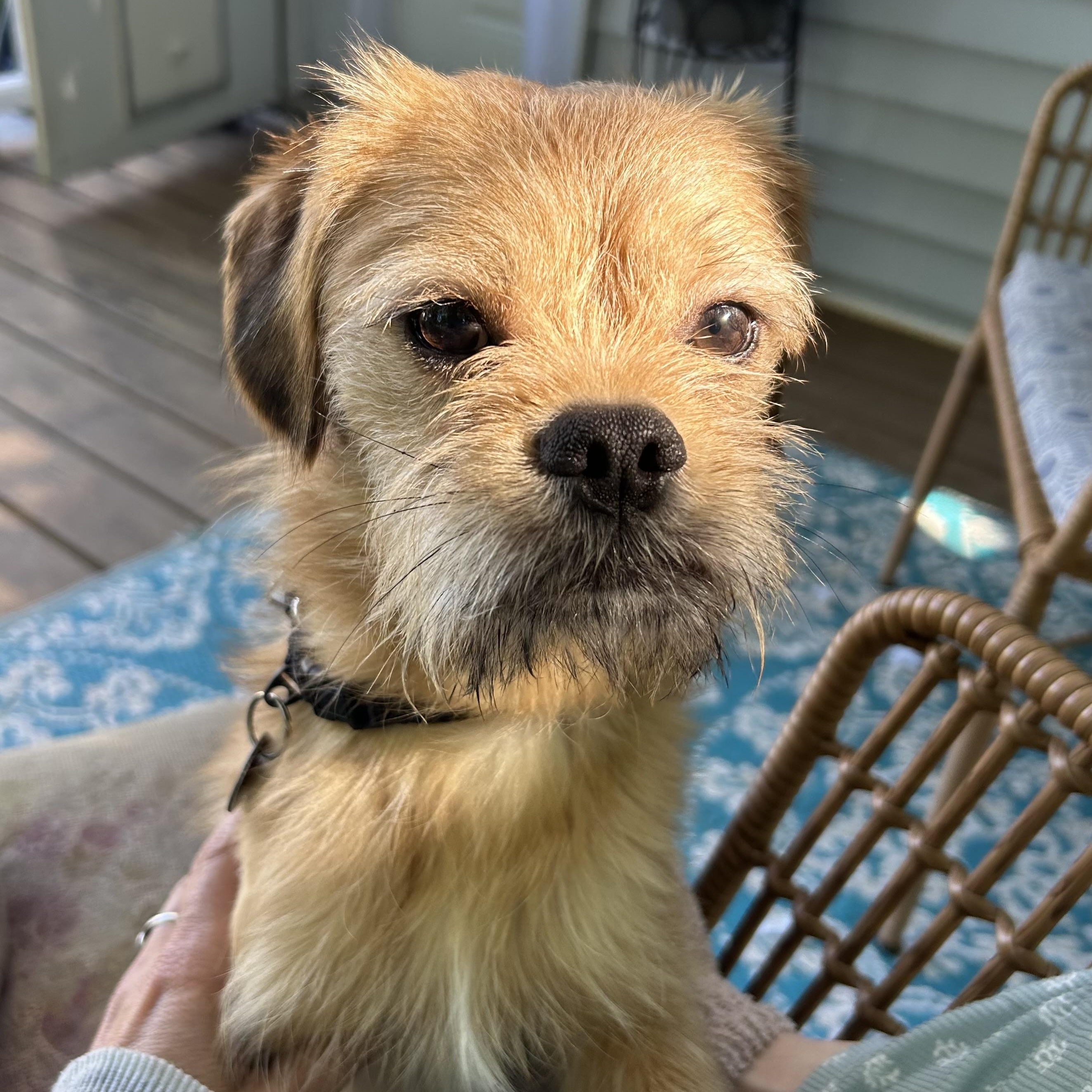 Enlarge Falafel, a Adoptable mixed breed in Closter, NJ image 2/6