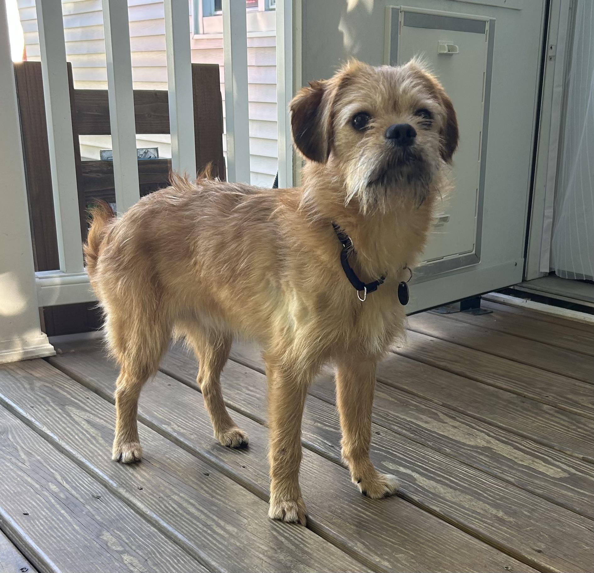 Enlarge Falafel, a Adoptable mixed breed in Closter, NJ image 3/6