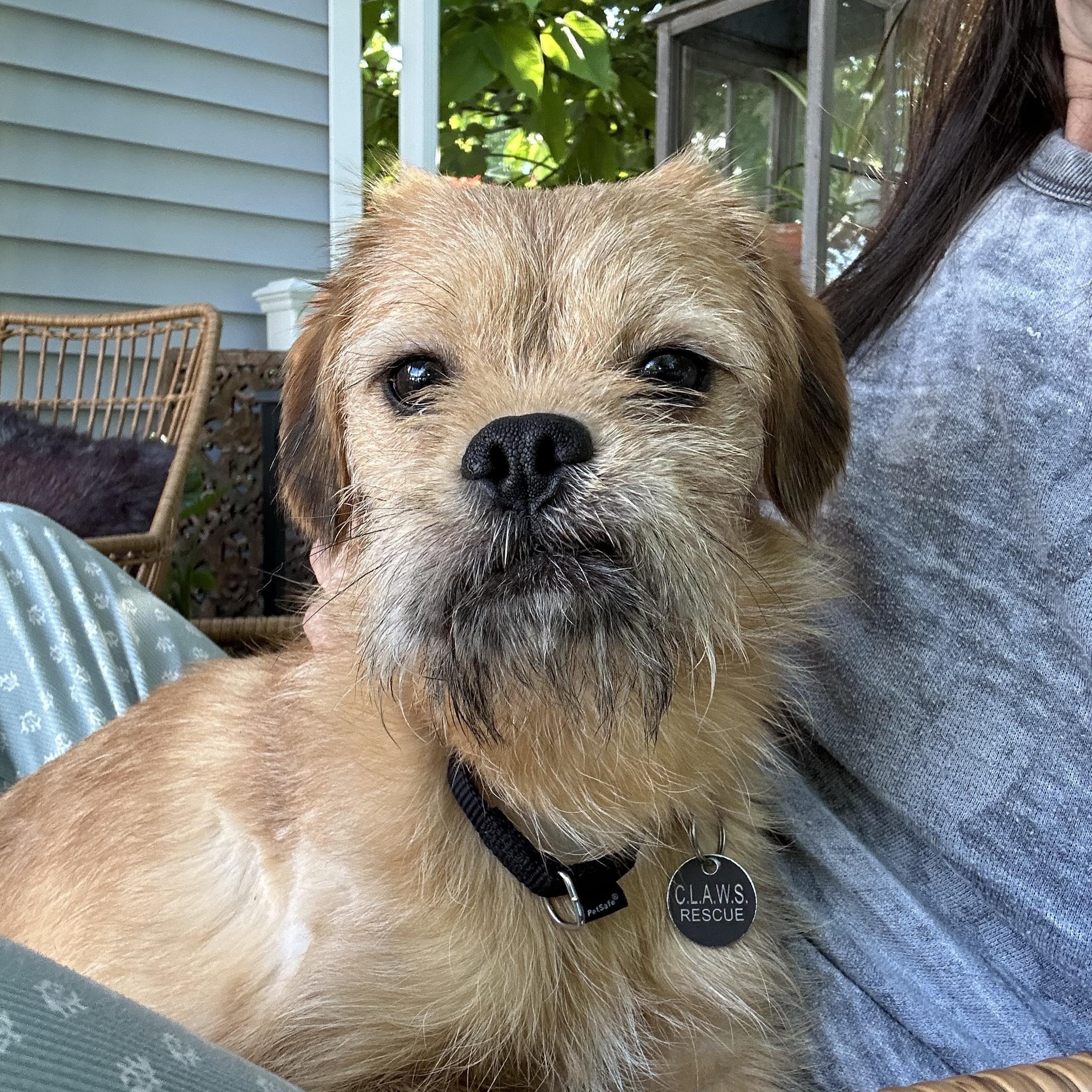 Enlarge Falafel, a Adoptable mixed breed in Closter, NJ image 5/6