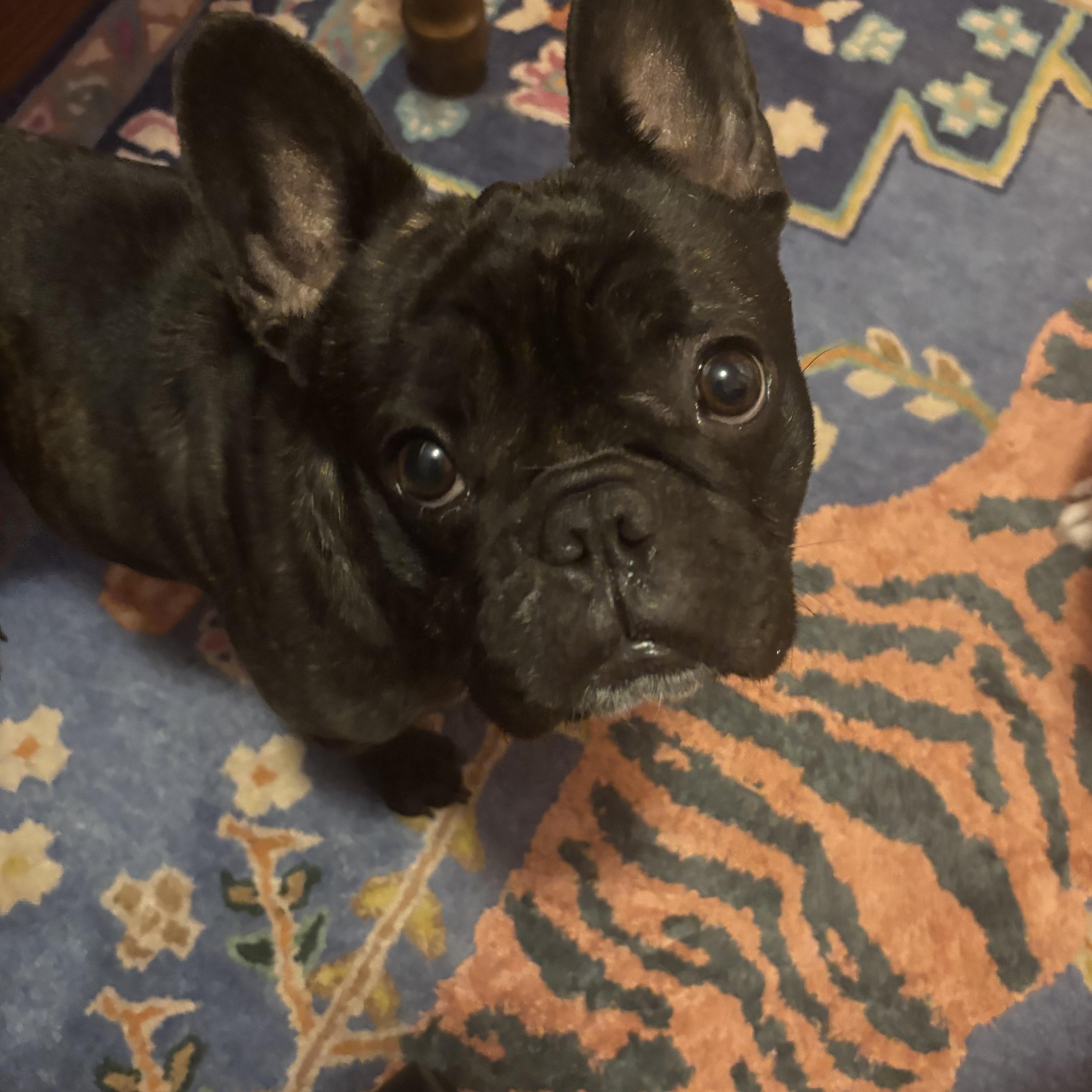 Izzy, adopted, Adult Female French Bulldog.
