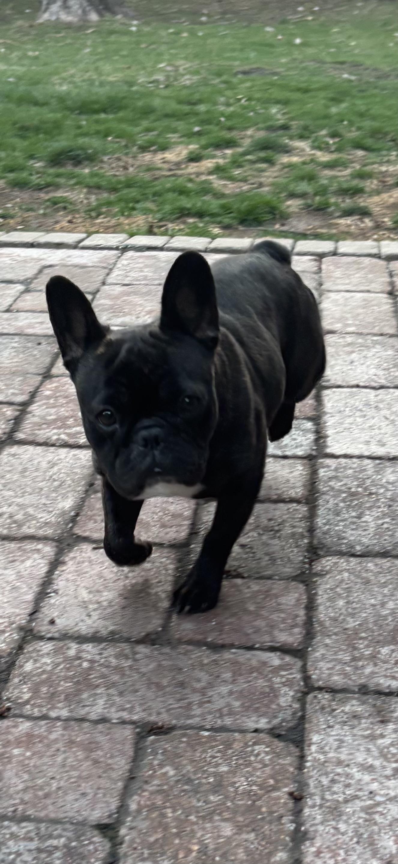 Enlarge Izzy, an adopted French Bulldog in Kansas City, MO image 2/4