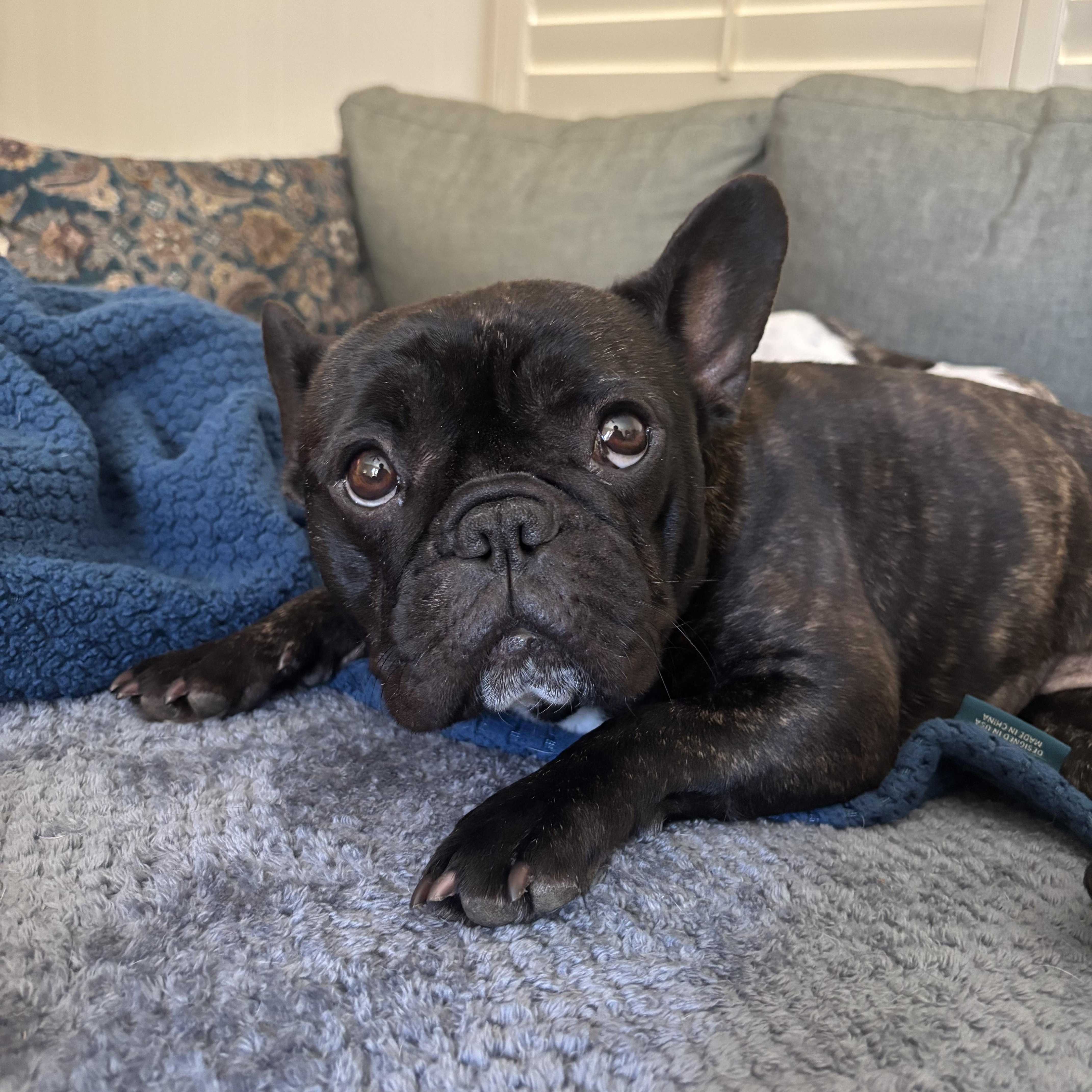 Enlarge Izzy, an adopted French Bulldog in Kansas City, MO image 3/4