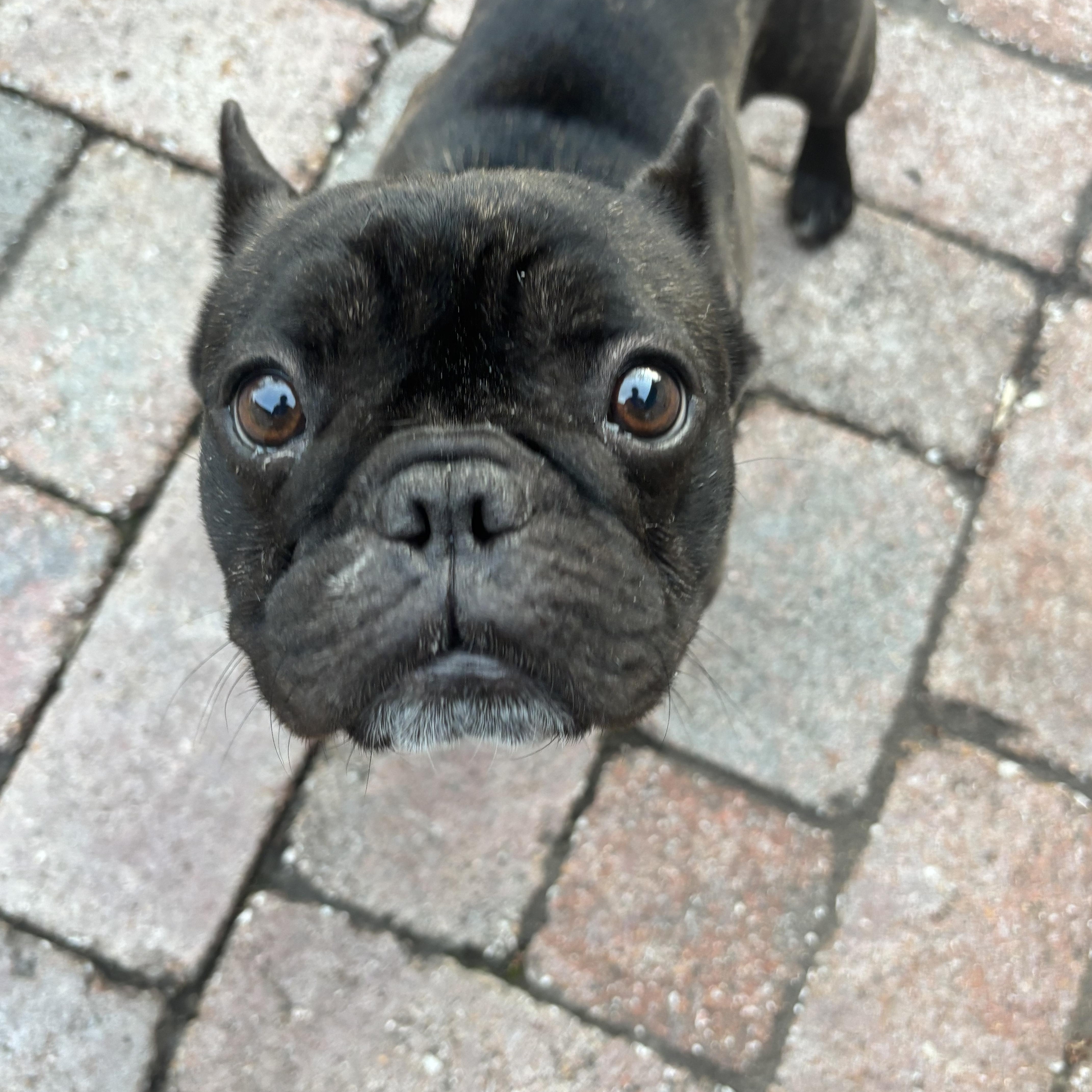 Enlarge Izzy, an adopted French Bulldog in Kansas City, MO image 4/4