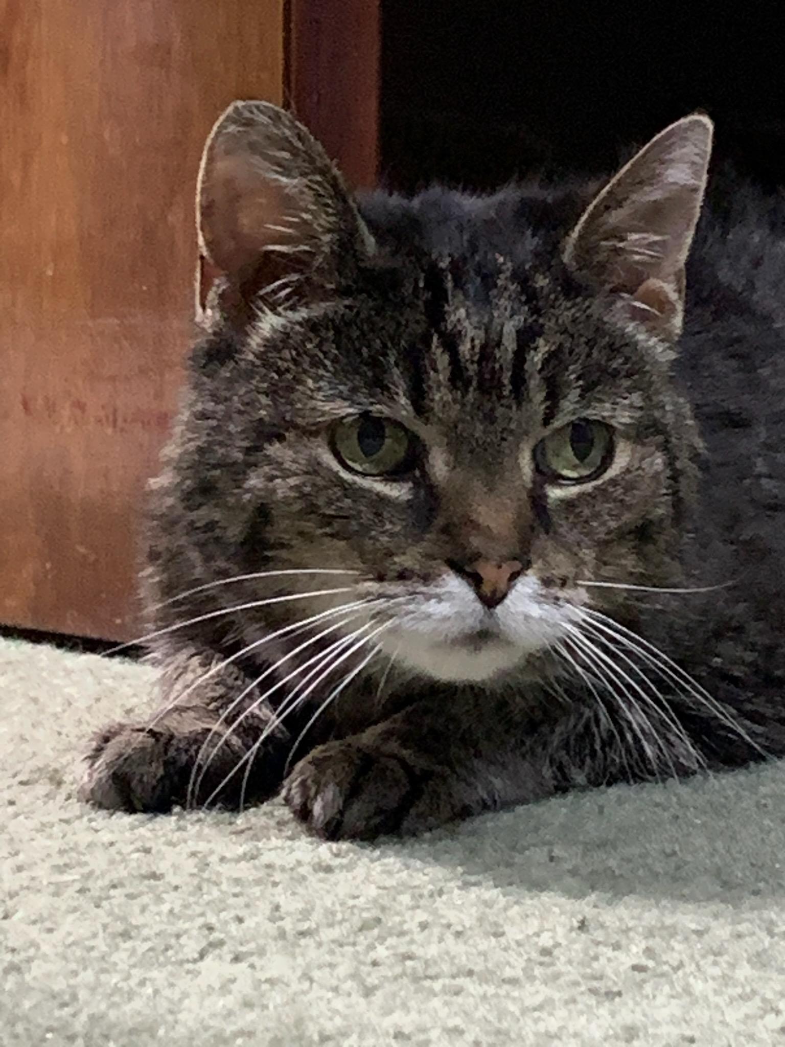 Iris, Senior Female unknown
