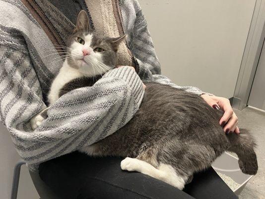 Jingle, Adoptable, Adult Male Domestic Short Hair.