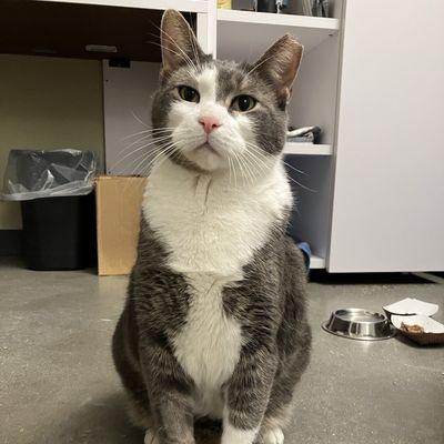 Jingle, a Adoptable Domestic Short Hair image 2/3