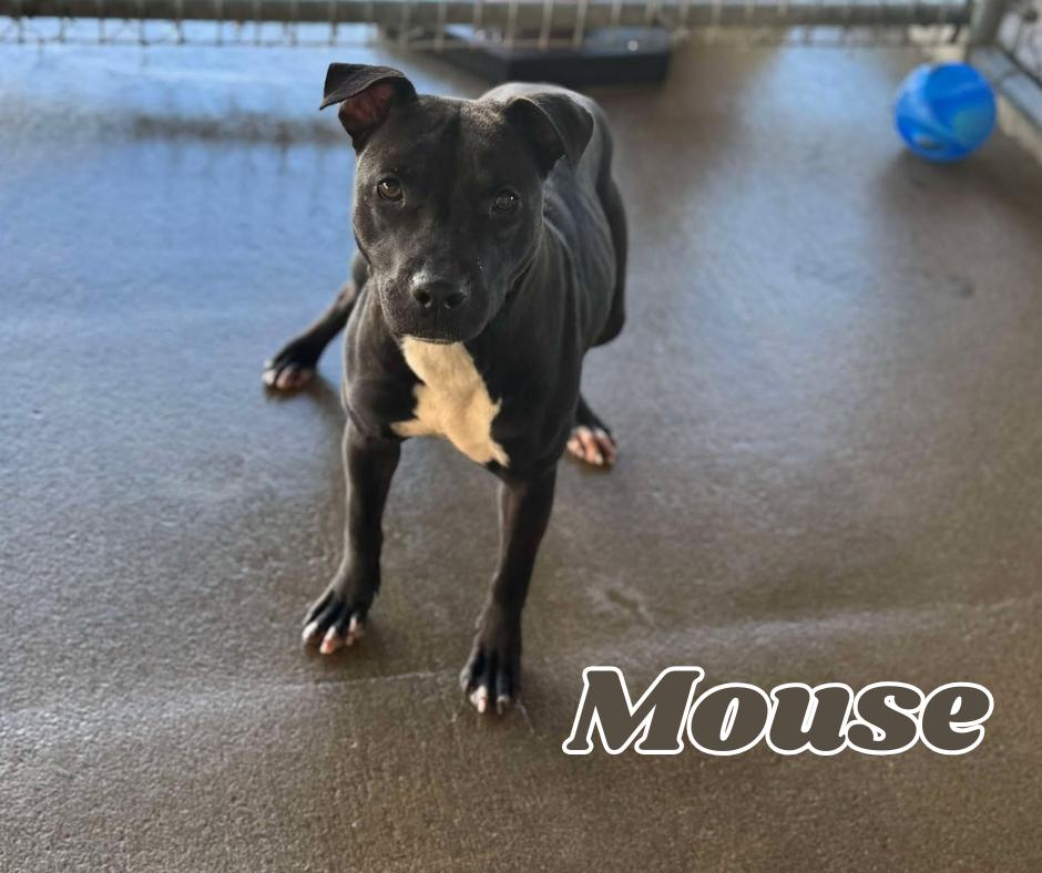 Mouse, Adoptable, Young Female Pit Bull Terrier.