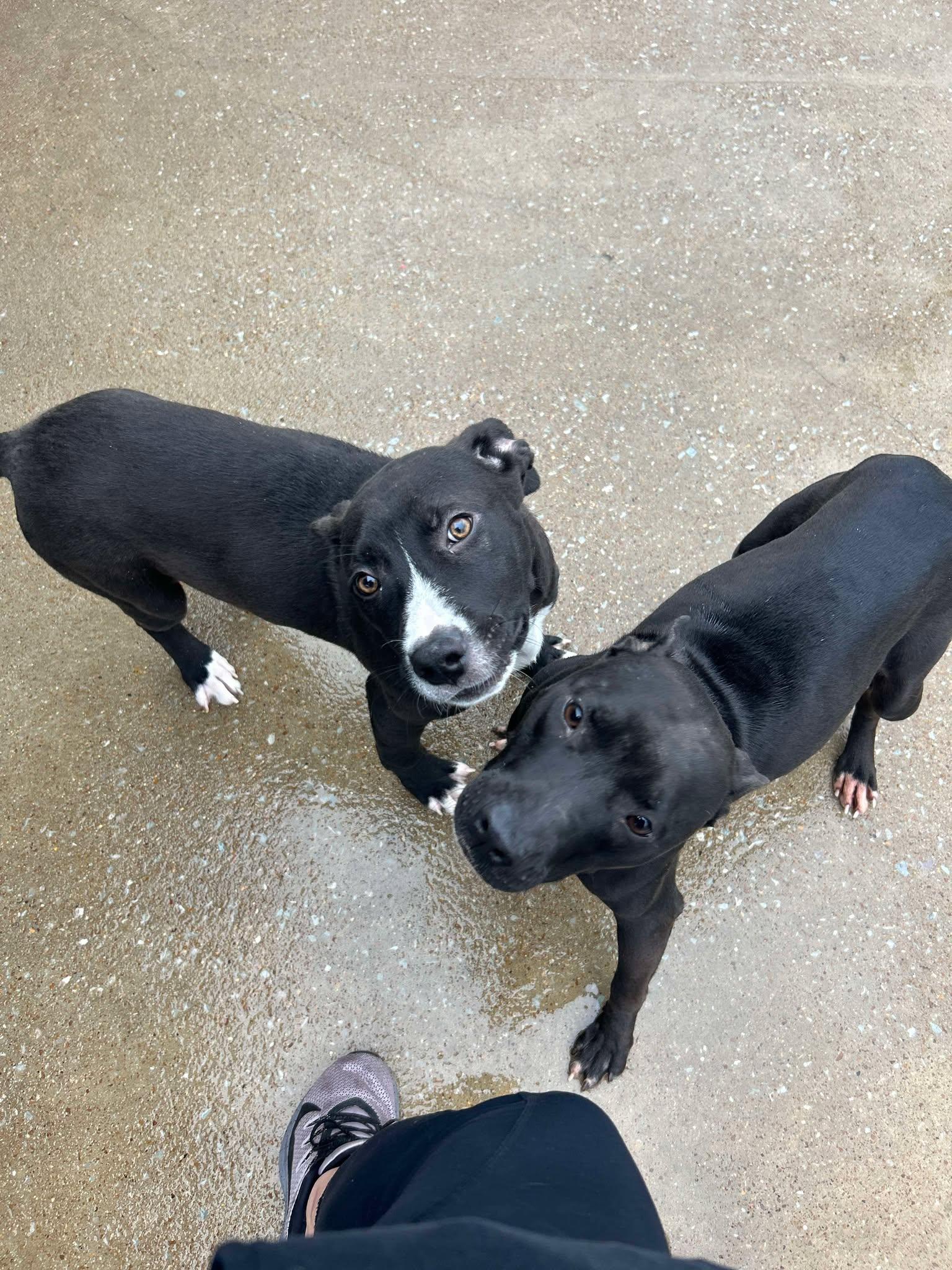 Enlarge Mouse, a Adoptable mixed breed in Brownsville, TN image 2/2