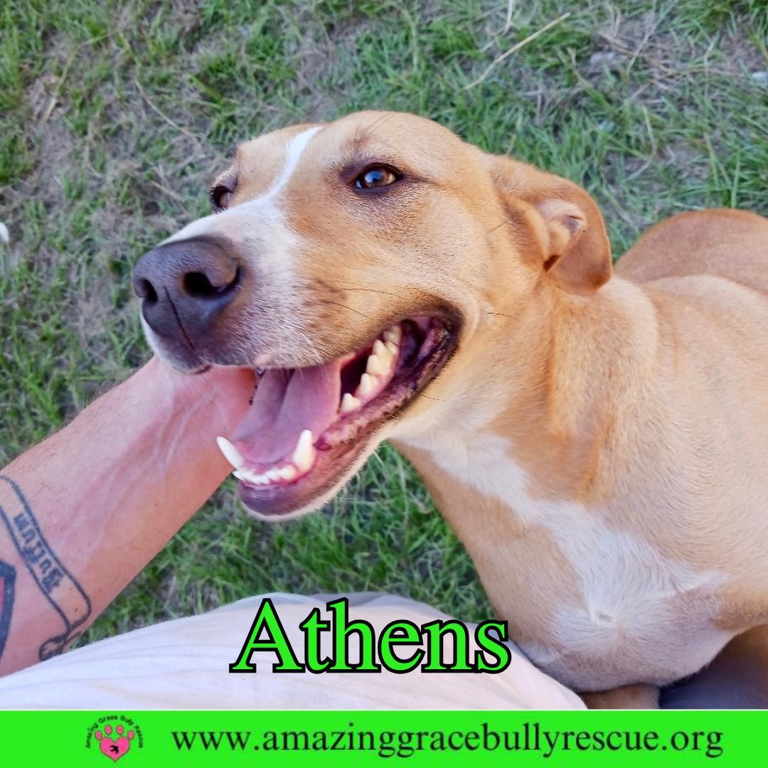 Athens, Adoptable, Puppy Female American Staffordshire Terrier & Catahoula Leopard Dog.