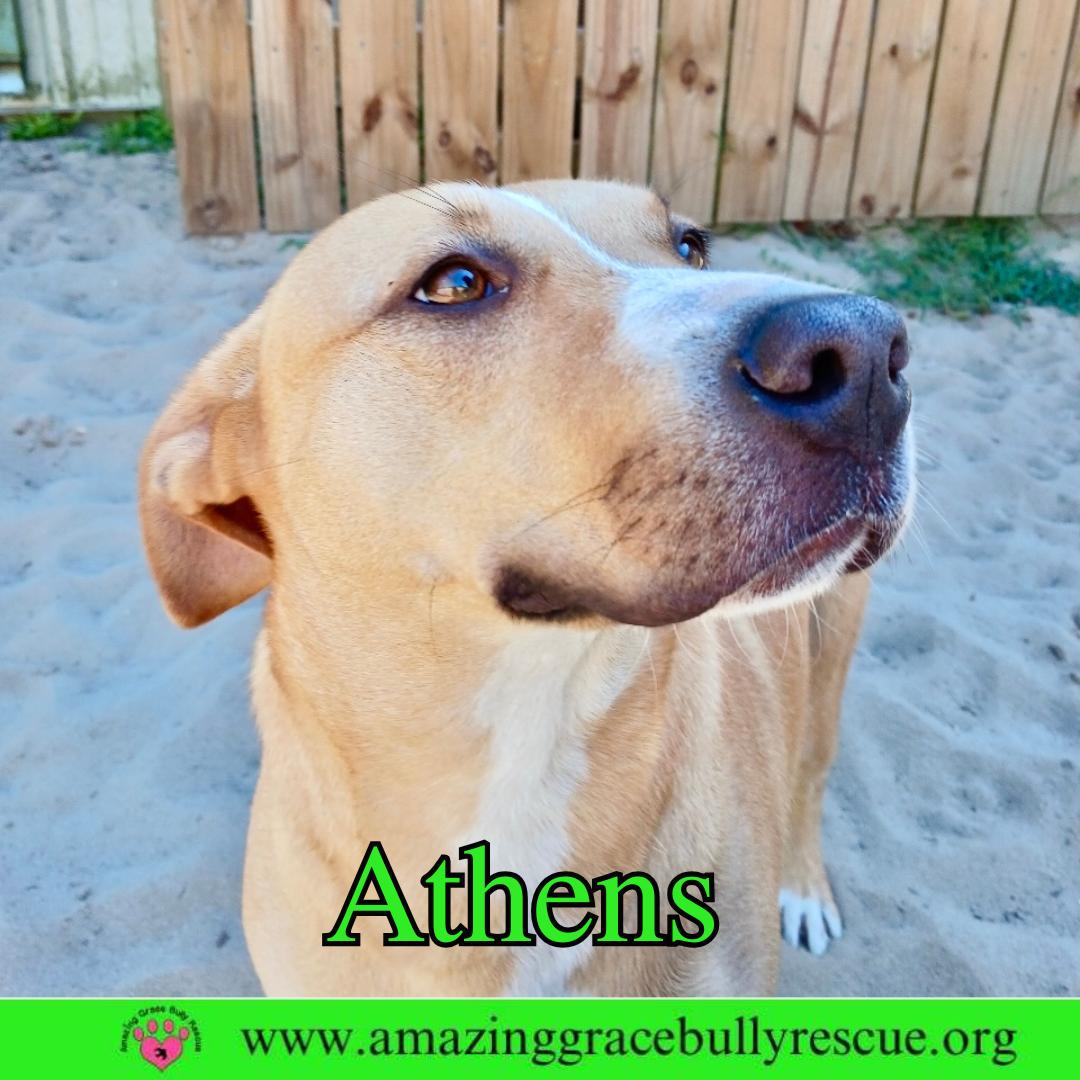 Enlarge Athens, a Adoptable mixed breed in Pensacola, FL image 2/3