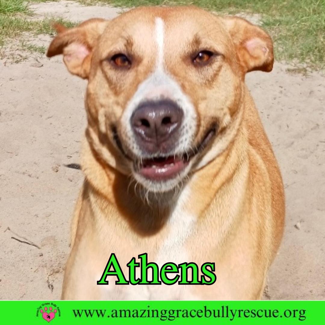 Enlarge Athens, a Adoptable mixed breed in Pensacola, FL image 3/3
