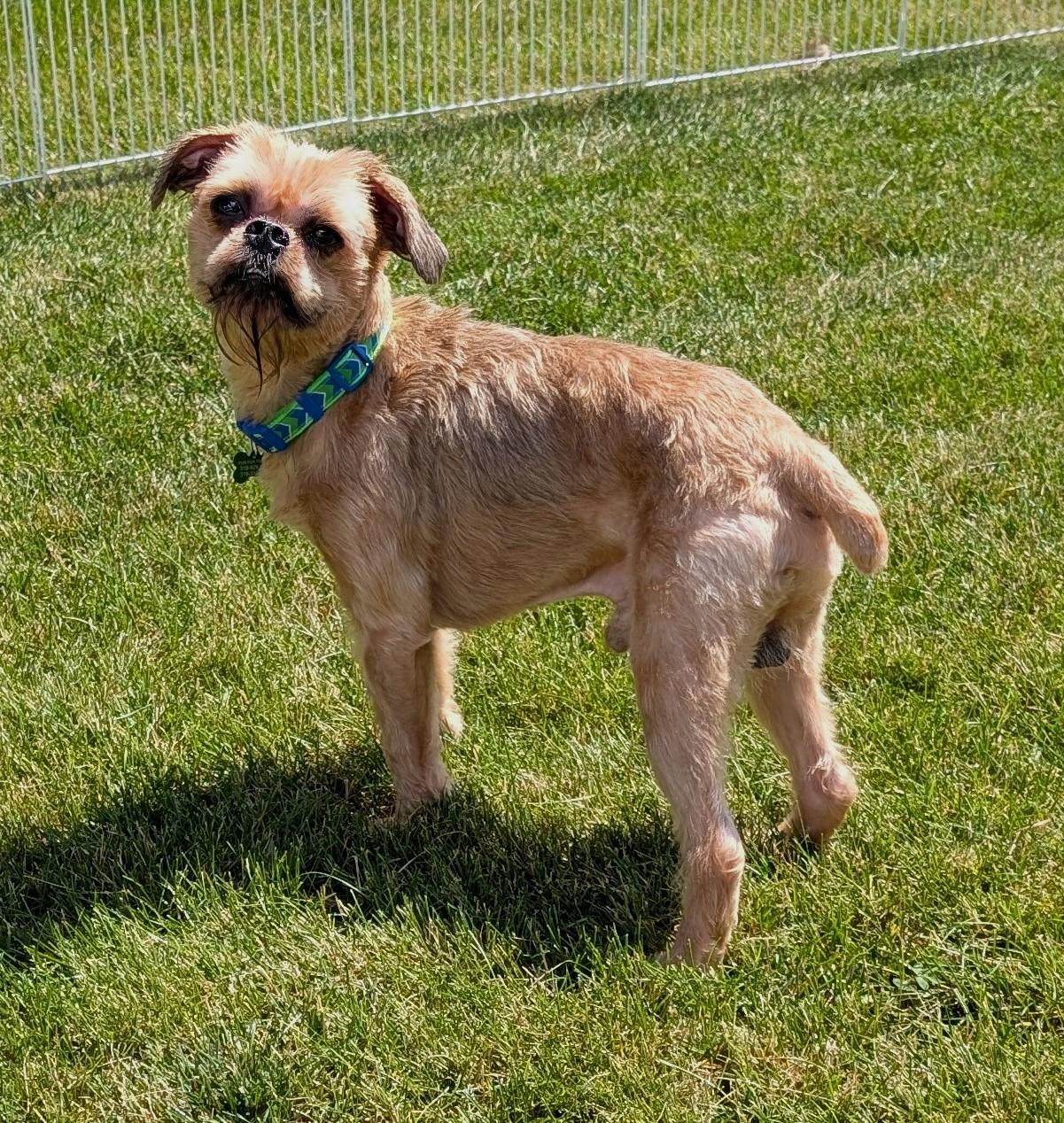 Joey, a ADOPTABLE Brussels Griffon in Lisbon, IA image 4/6