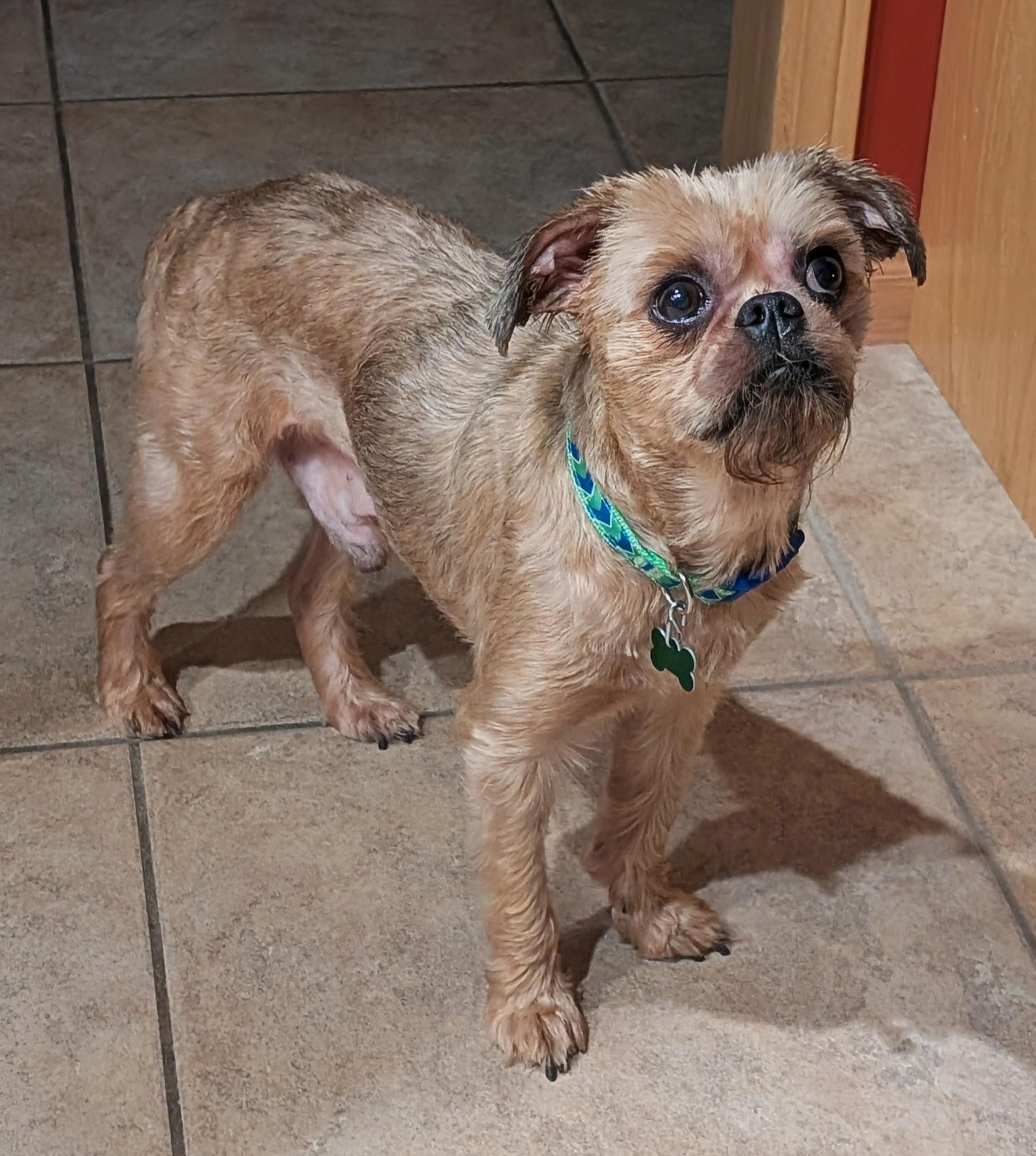 Joey, a ADOPTABLE Brussels Griffon in Lisbon, IA image 5/6