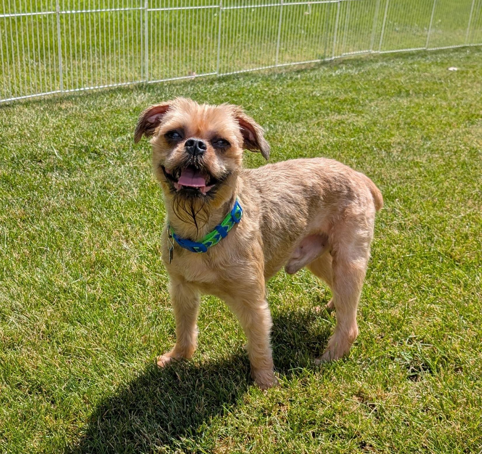 Joey, a ADOPTABLE Brussels Griffon in Lisbon, IA image 2/6