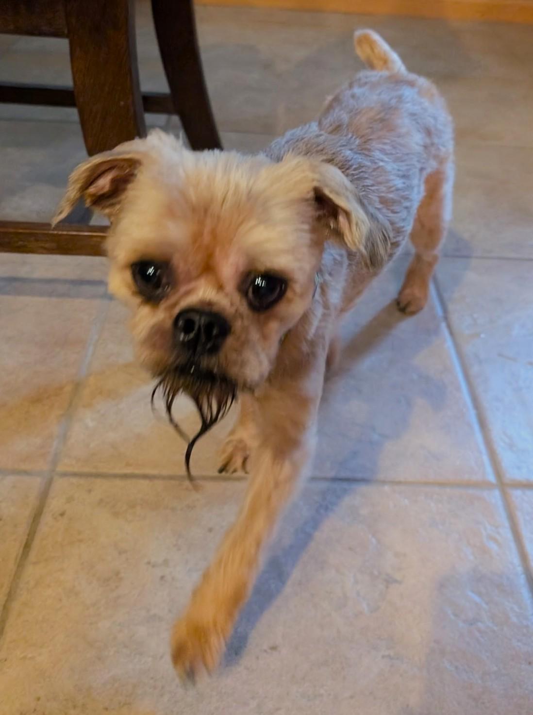 Joey, a ADOPTABLE Brussels Griffon in Lisbon, IA image 6/6