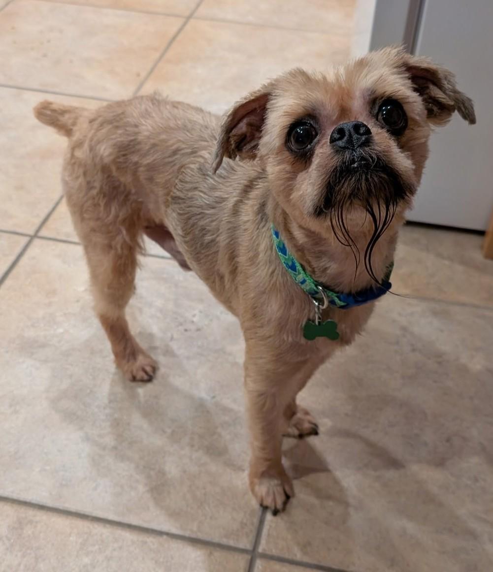 Joey, a ADOPTABLE Brussels Griffon in Lisbon, IA image 3/6