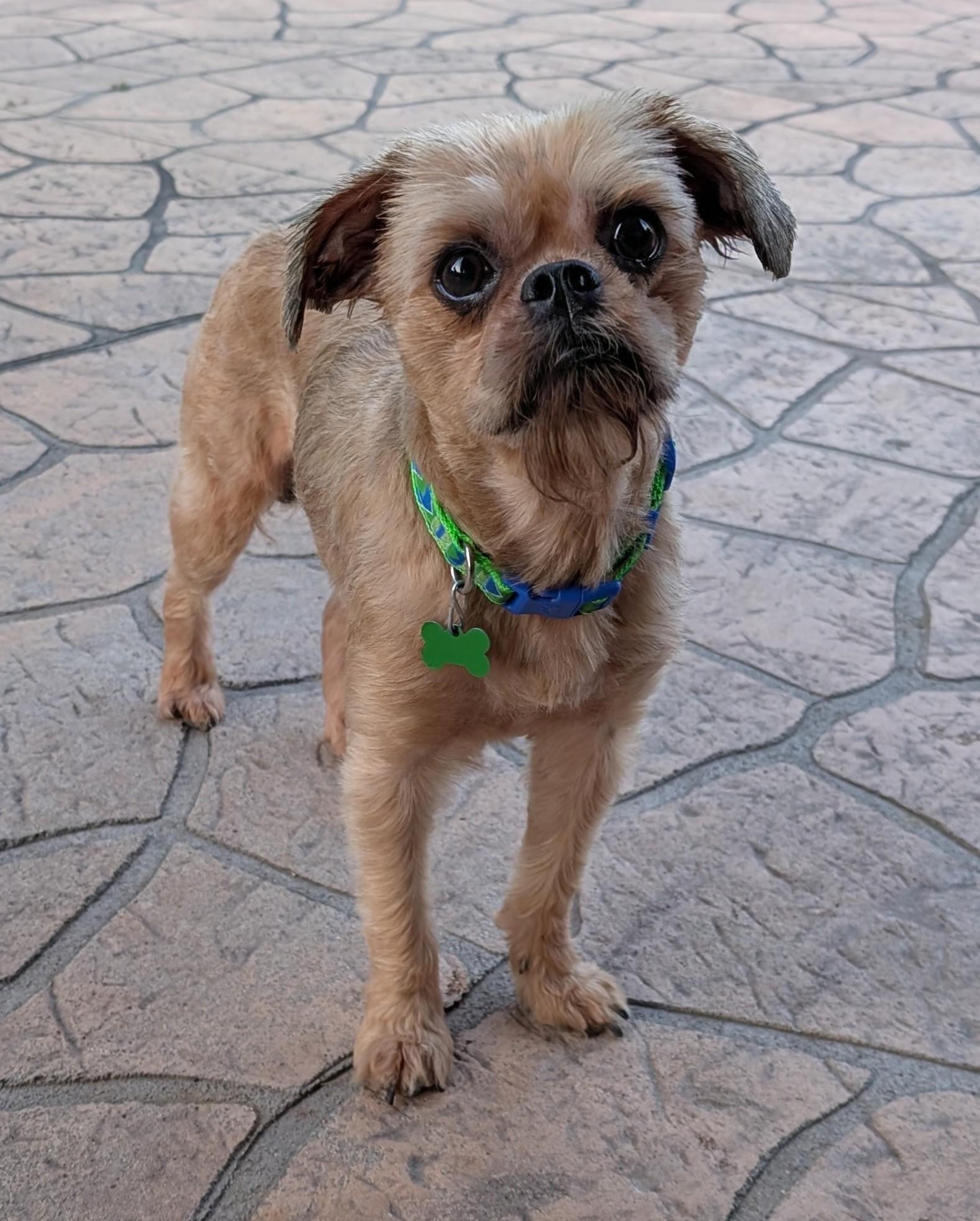 Joey, ADOPTABLE, Adult Male Brussels Griffon.