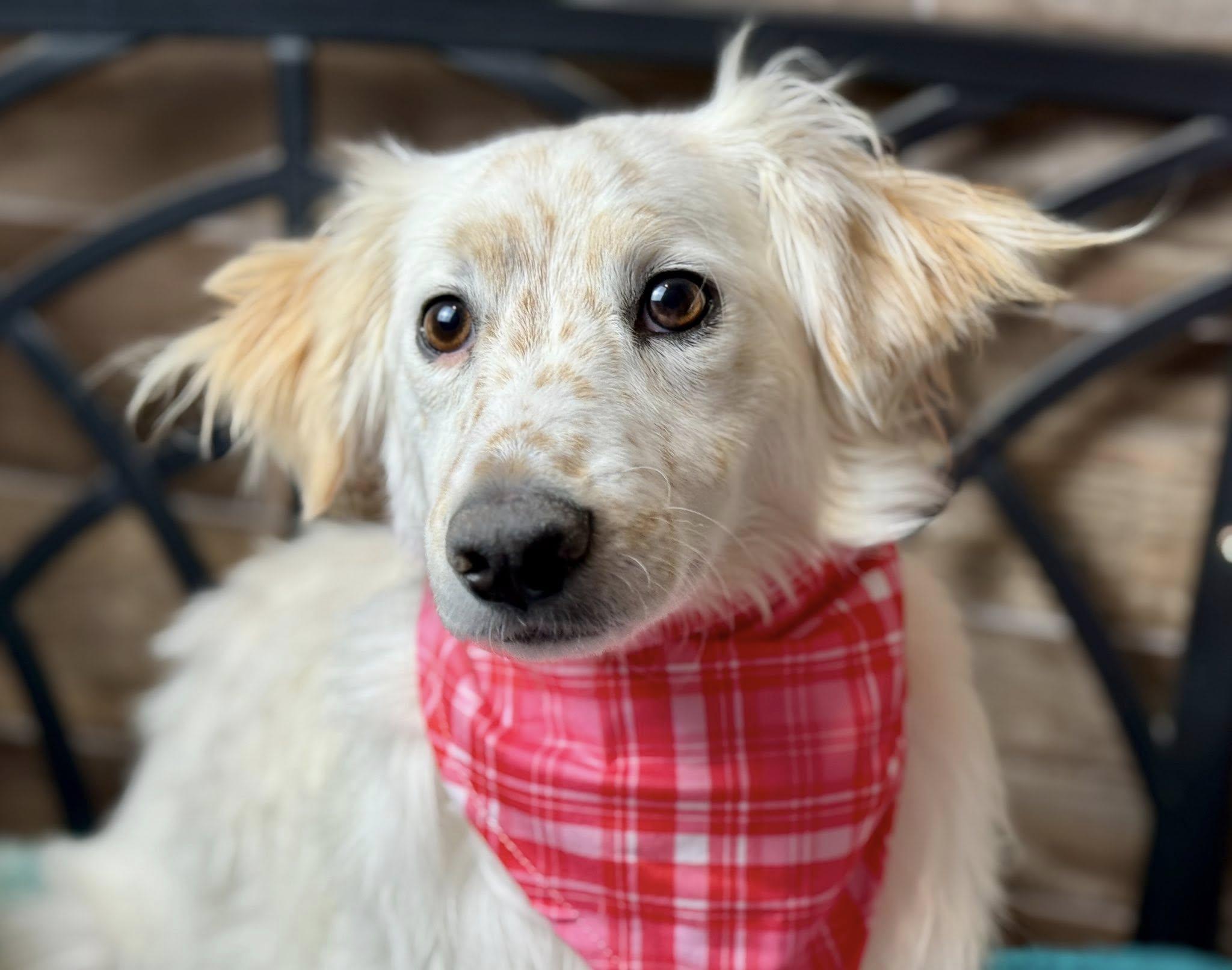 Tillie- A Gentle Soul Ready for Her Forever Home