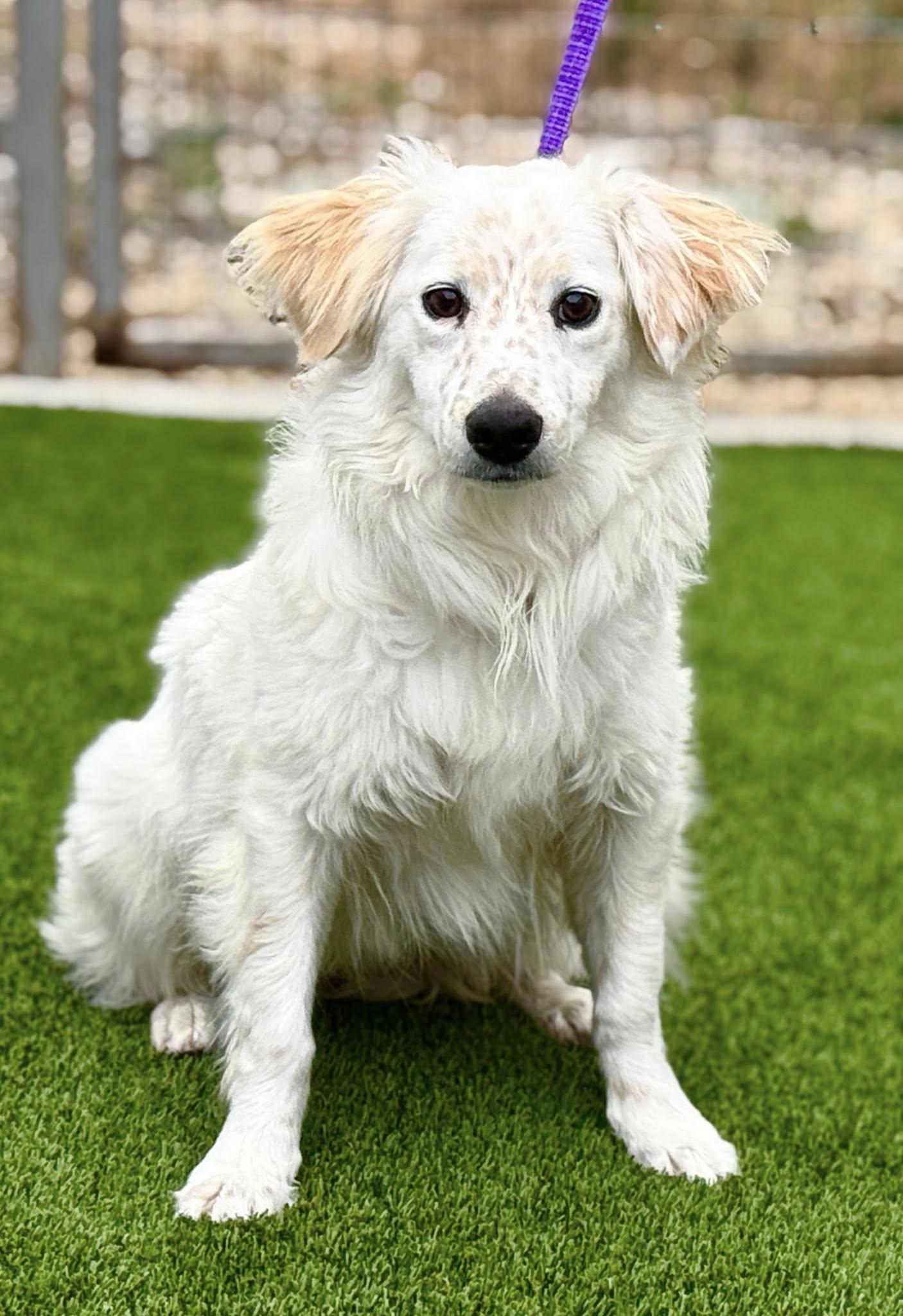 Tillie- A Gentle Soul Ready for Her Forever Home