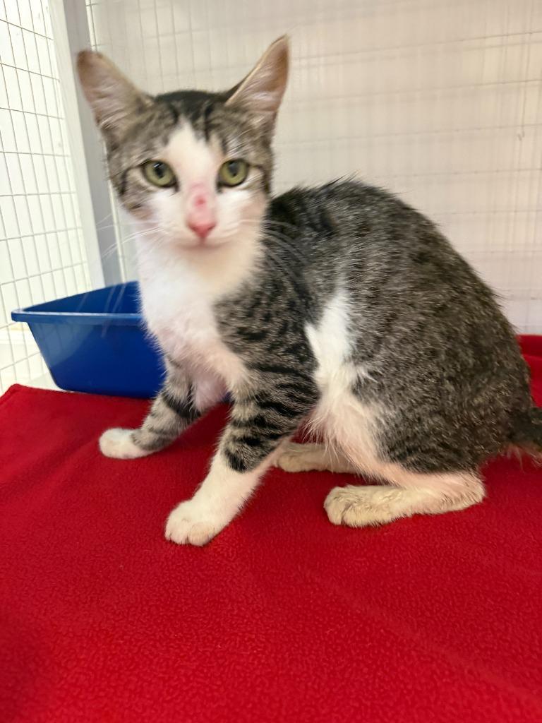 Saul, Adoptable, Young Male Domestic Short Hair.
