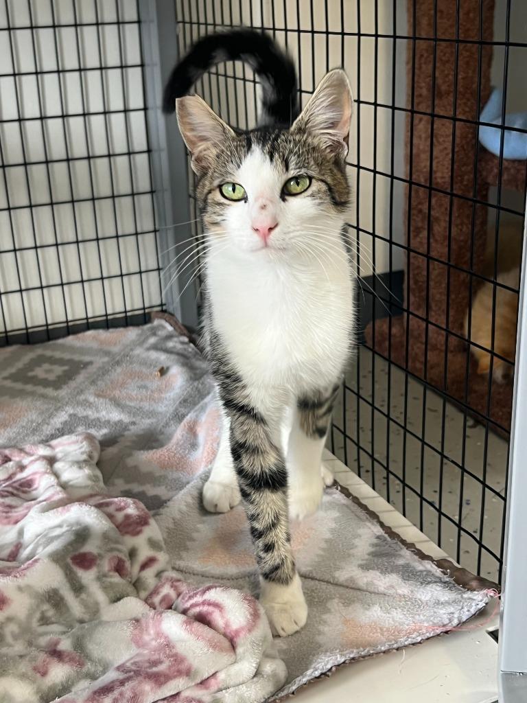 Enlarge Saul, a Adoptable mixed breed in Brookings, OR image 2/2
