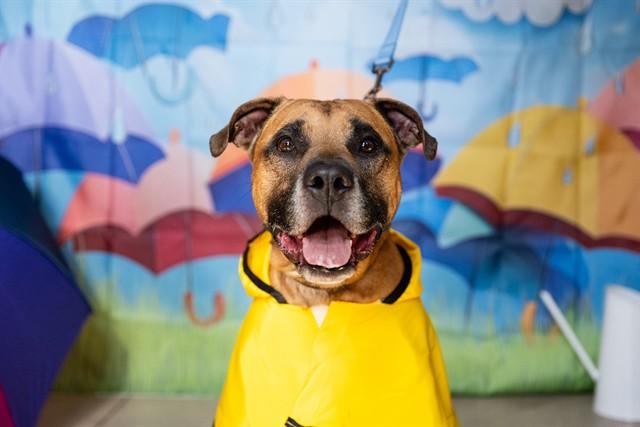 Enlarge FINCH, a Adoptable mixed breed in Minneapolis, MN image 1/1