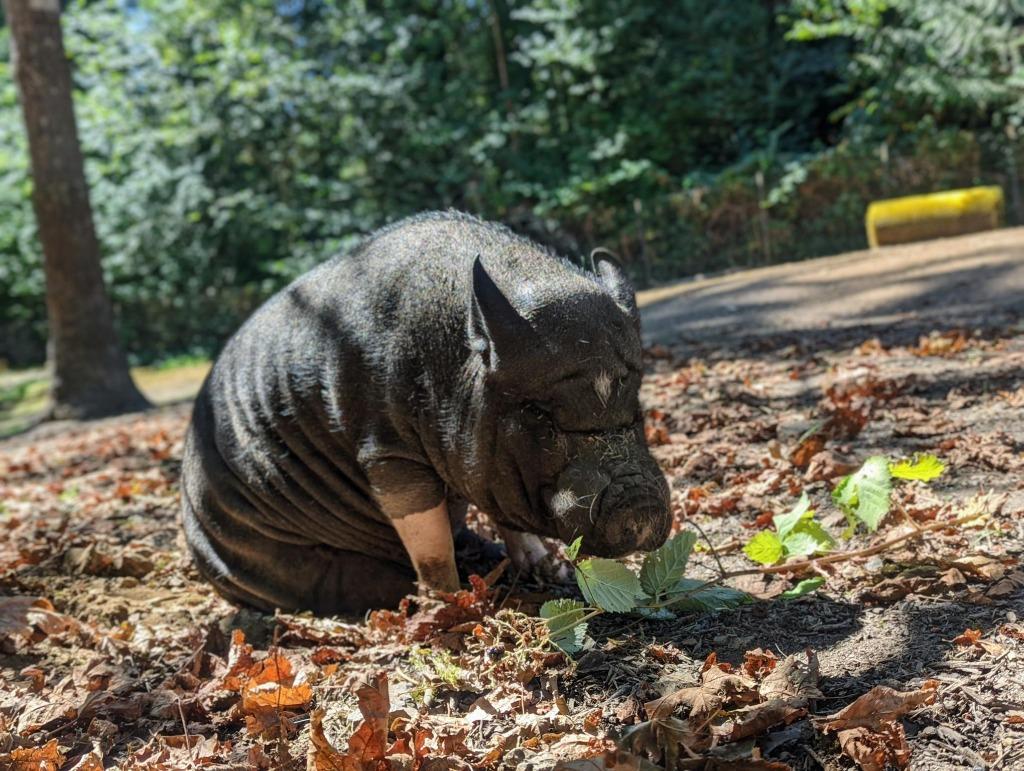 Charlie, Adoptable, Senior Male Pot Bellied.