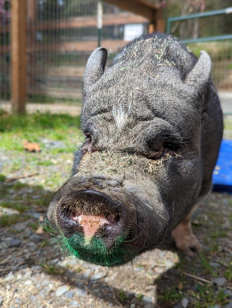 Charlie, Adoptable, Senior Male Pot Bellied.