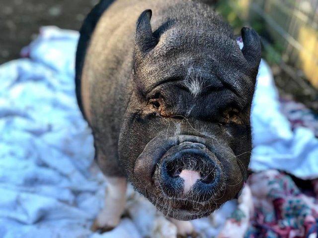 Enlarge Charlie, a Adoptable Pot Bellied in Sultan, WA image 3/3