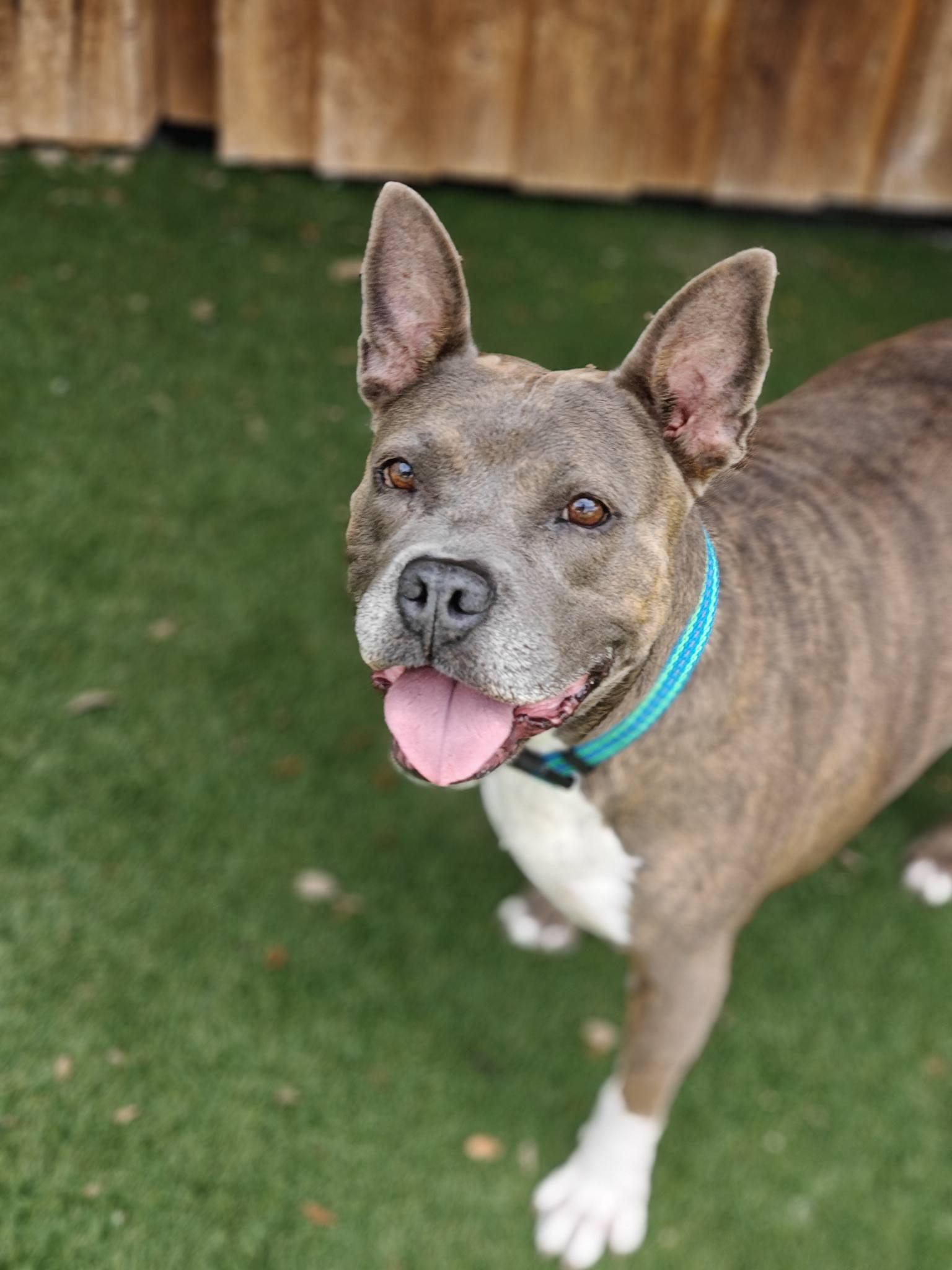 Enlarge Wendy, a Adoptable mixed breed in Palm Harbor, FL image 1/5