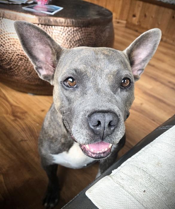 Enlarge Wendy, a Adoptable mixed breed in Palm Harbor, FL image 1/3