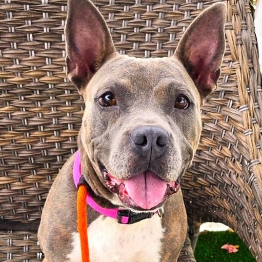 Enlarge Wendy, a Adoptable mixed breed in Palm Harbor, FL image 3/3