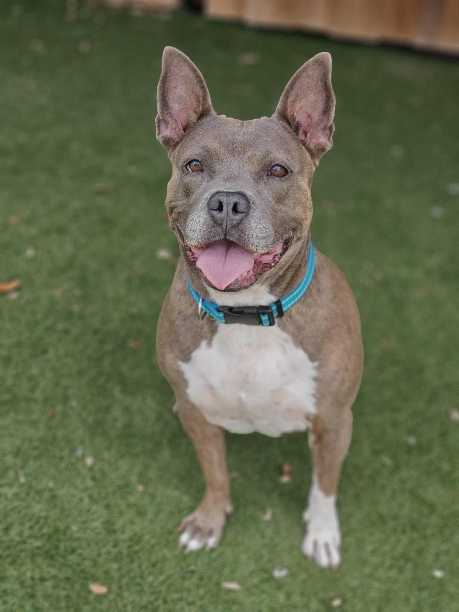 Enlarge Wendy, a Adoptable mixed breed in Palm Harbor, FL image 3/5