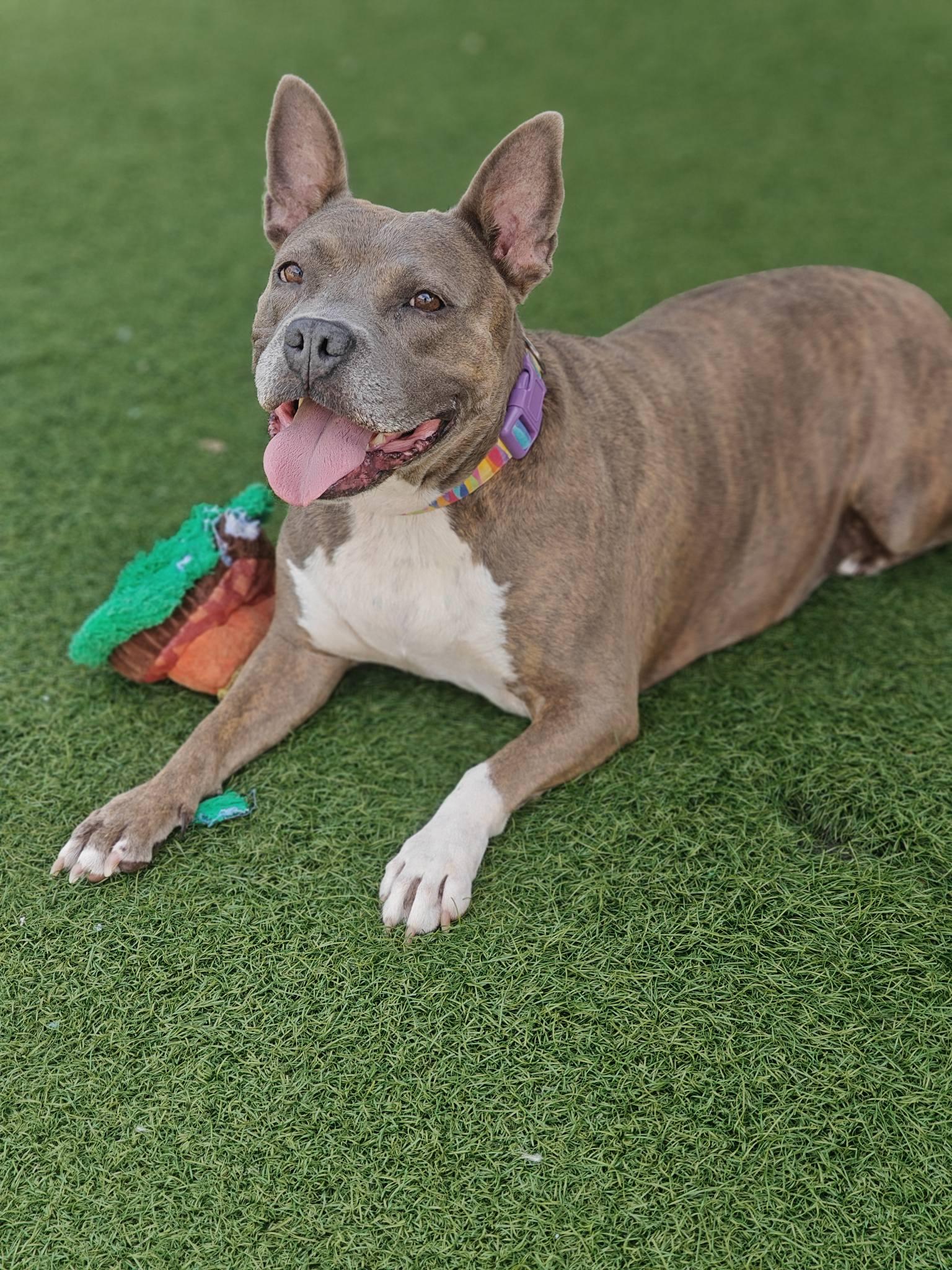 Enlarge Wendy, a Adoptable mixed breed in Palm Harbor, FL image 4/5