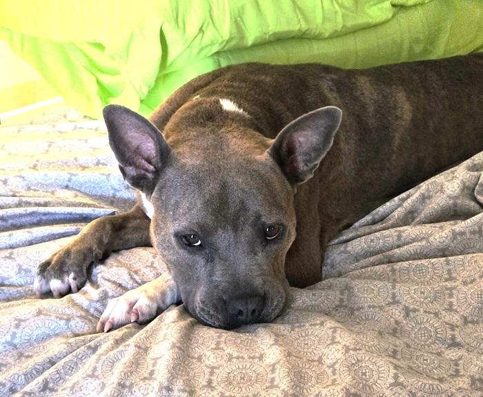 Enlarge Wendy, a Adoptable mixed breed in Palm Harbor, FL image 2/3