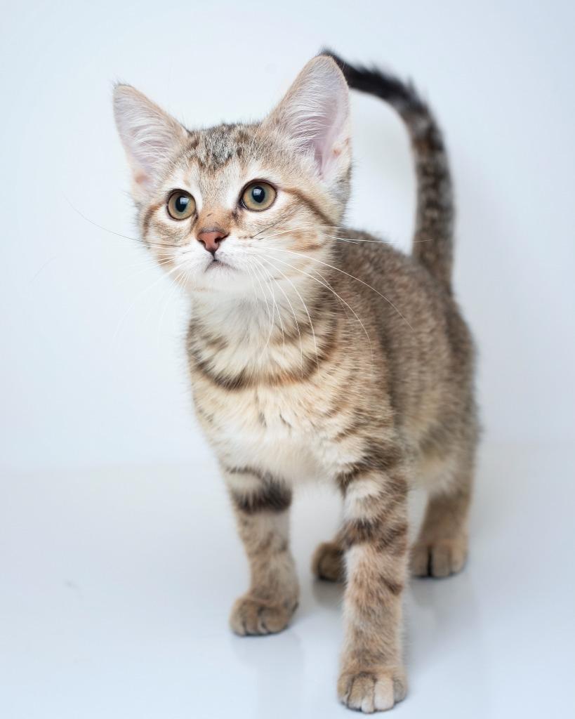 Enlarge Wasabi, a Adopted mixed breed in Boone, IA image 1/1