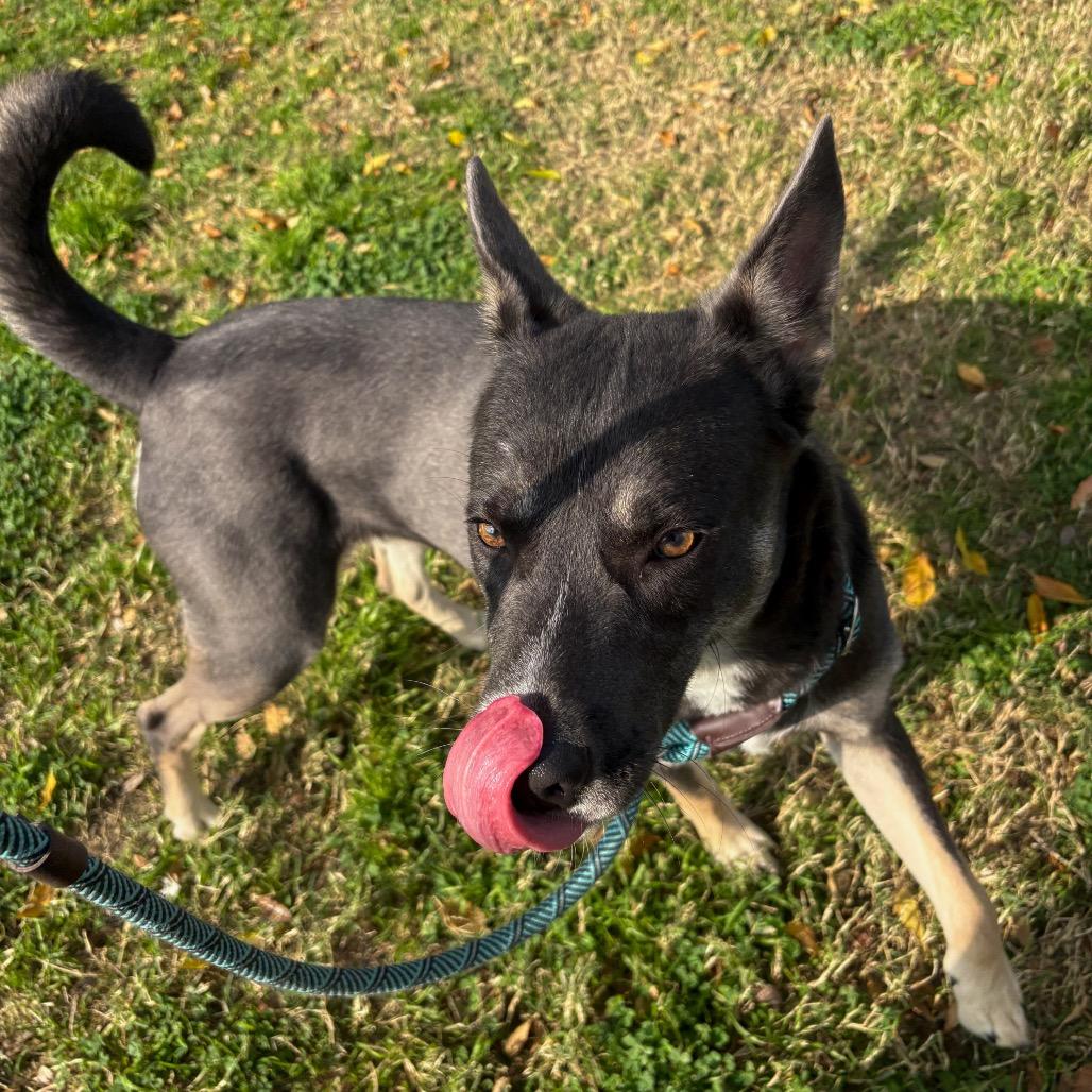 Riley, Adoptable, Adult Female Cattle Dog & Husky.