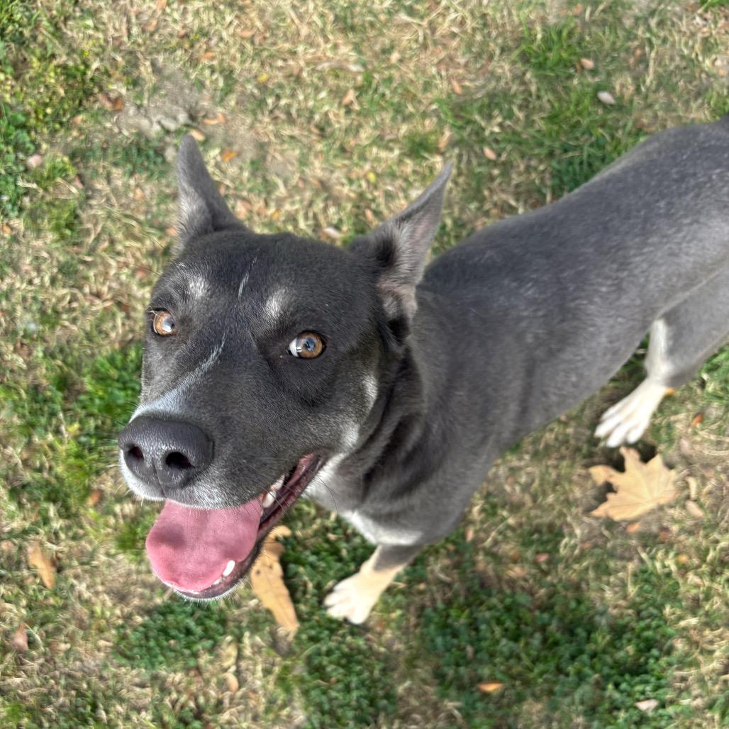 Enlarge Riley, a Adoptable mixed breed in San Jacinto, CA image 2/6