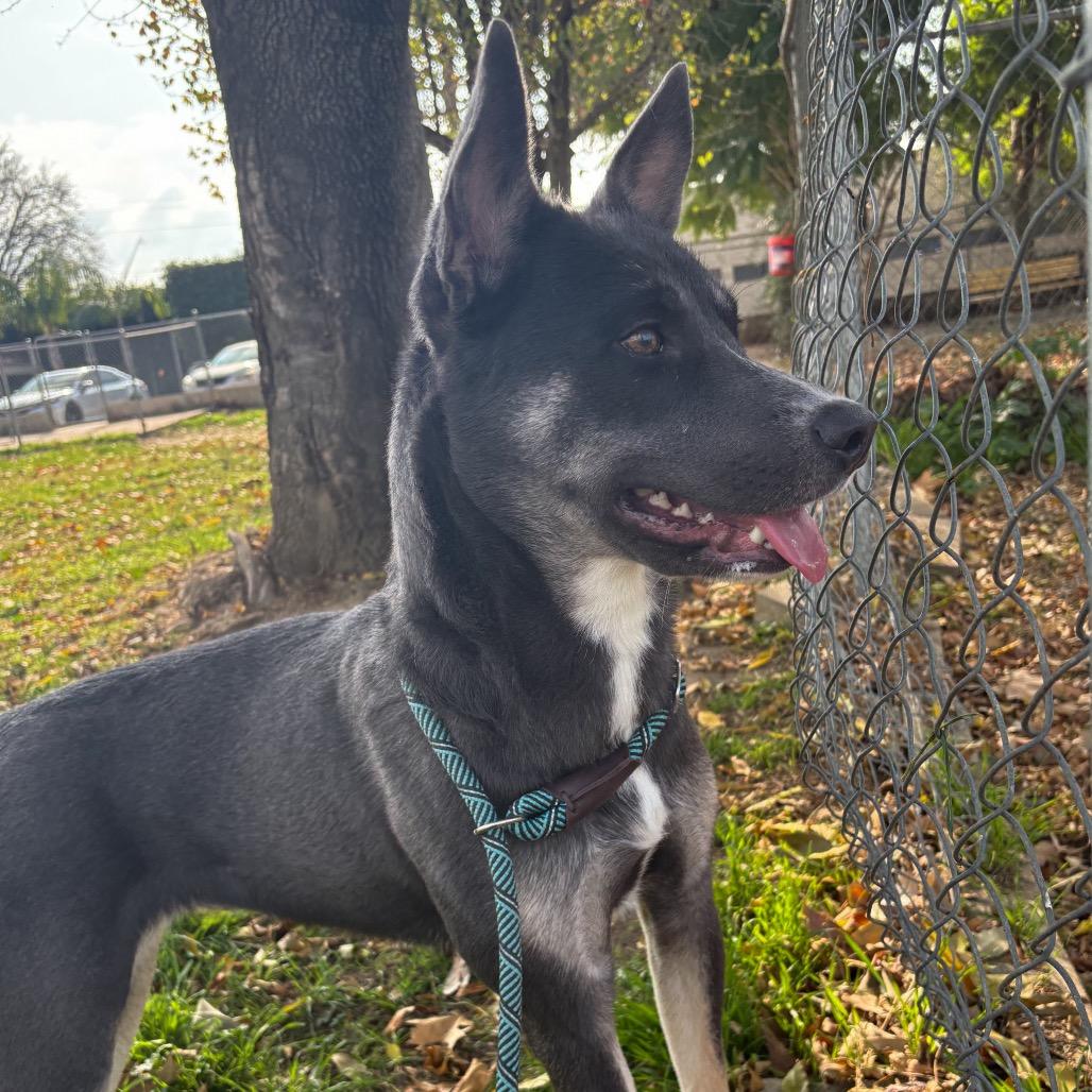 Enlarge Riley, a Adoptable mixed breed in San Jacinto, CA image 3/6