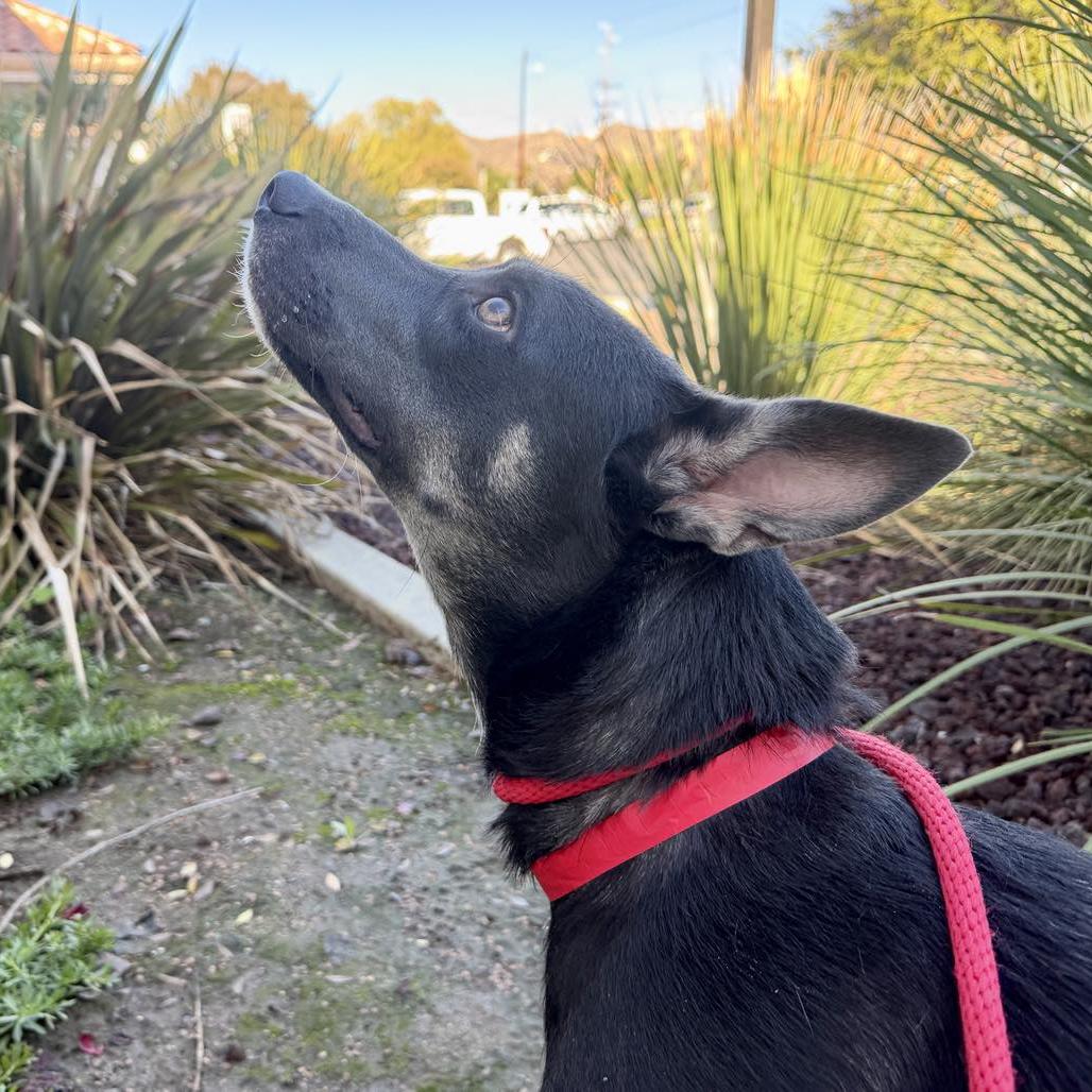 Enlarge Riley, a Adoptable mixed breed in San Jacinto, CA image 4/6