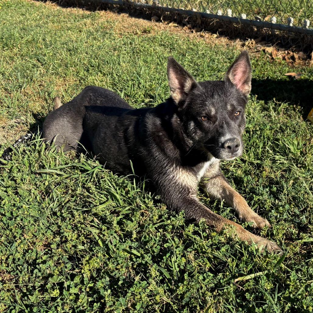 Enlarge Riley, a Adoptable mixed breed in San Jacinto, CA image 5/6