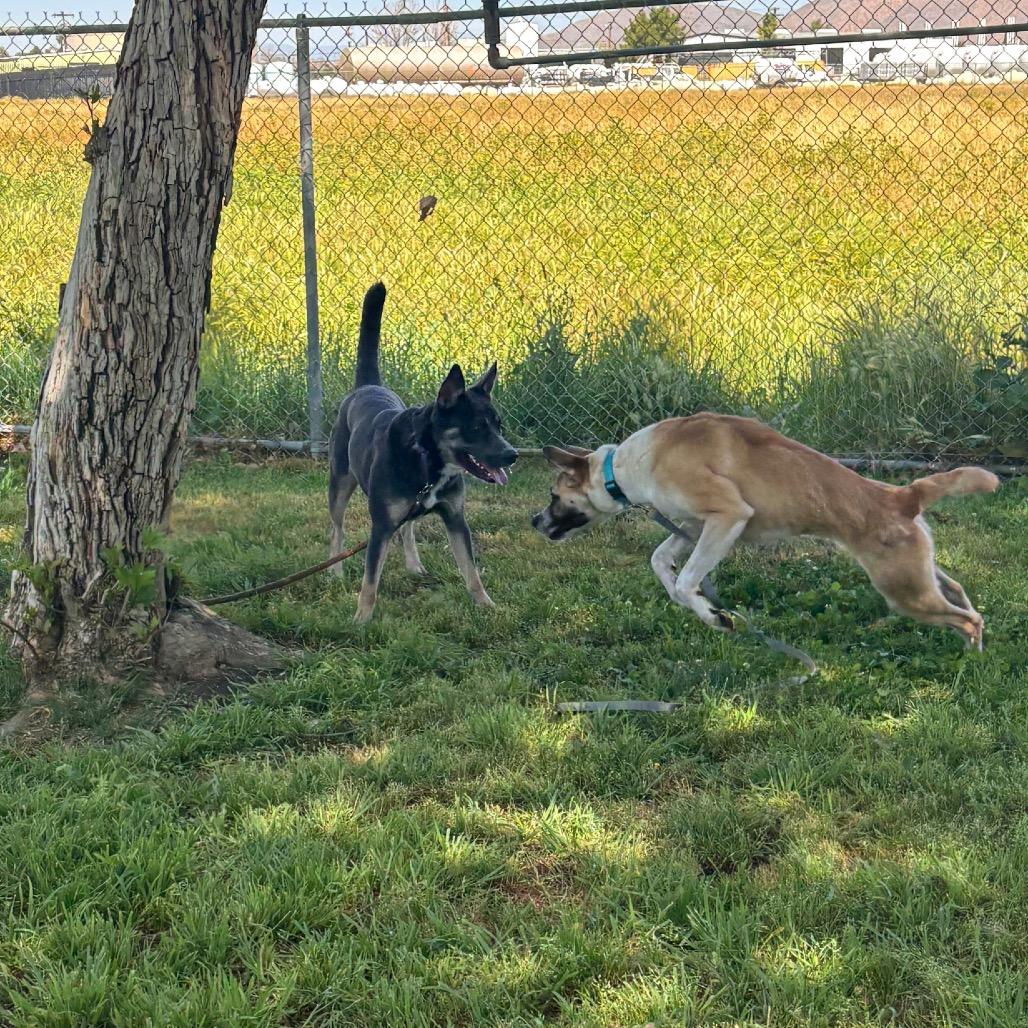 Enlarge Riley, a Adoptable mixed breed in San Jacinto, CA image 4/6