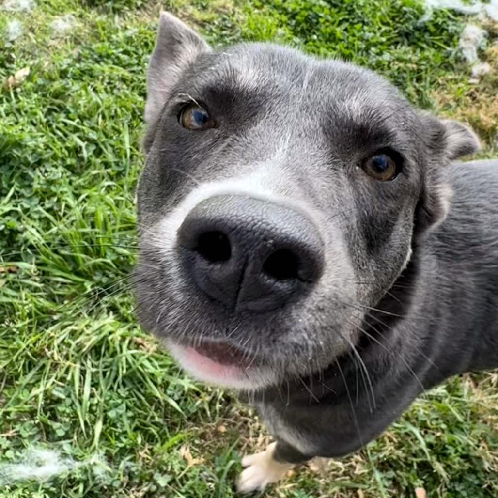 Enlarge Riley, a Adoptable mixed breed in San Jacinto, CA image 6/6