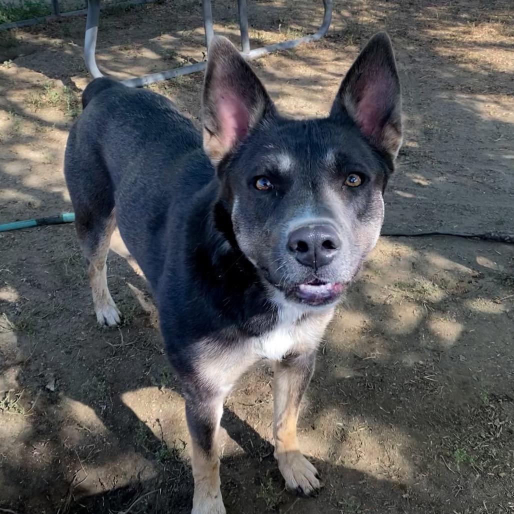 Enlarge Riley, a Adoptable mixed breed in San Jacinto, CA image 6/6