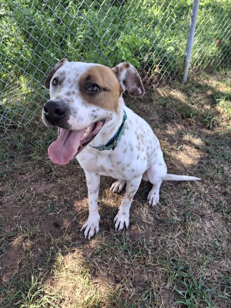 MURPHY, adopted, Adult Male Australian Cattle Dog / Blue Heeler.