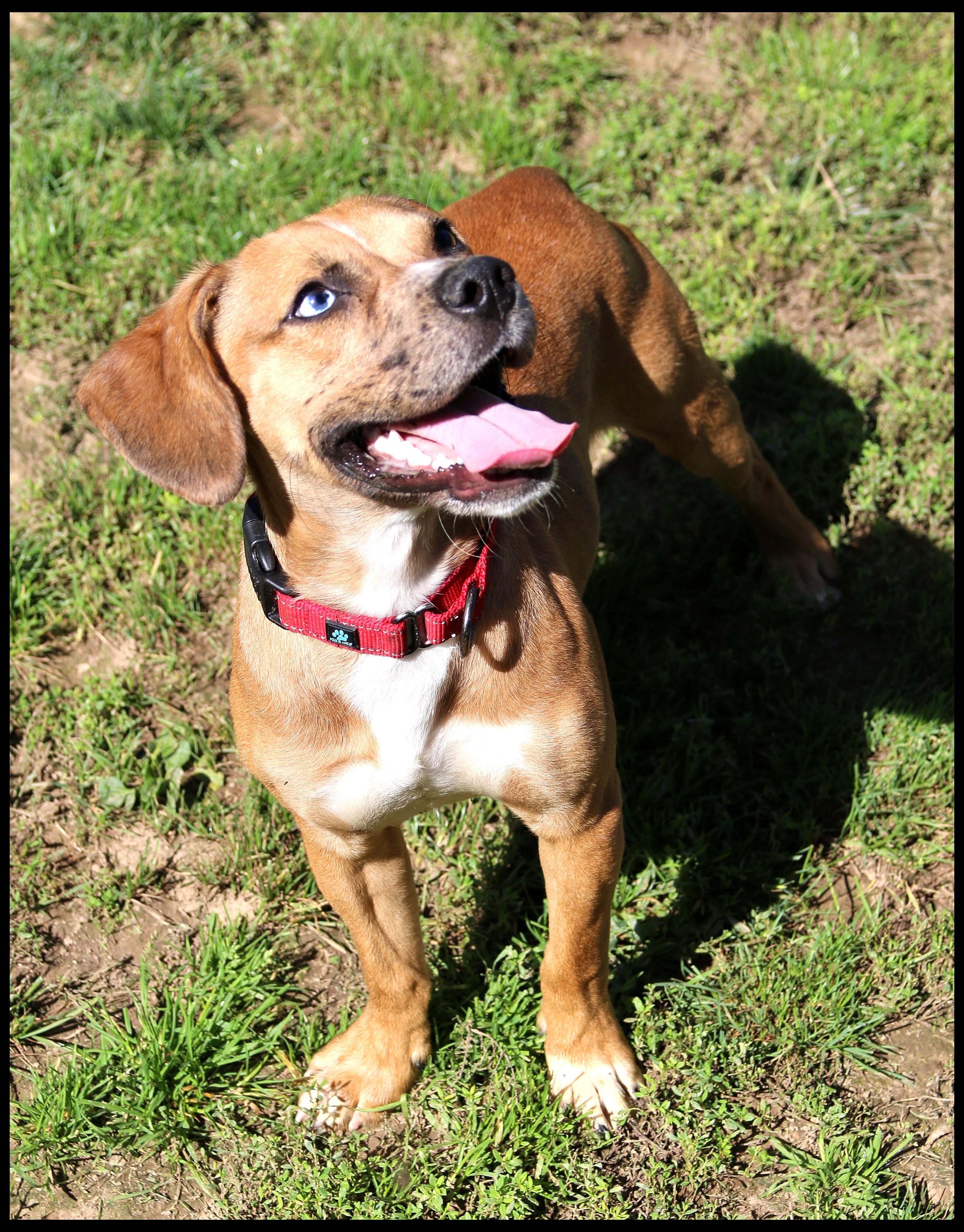 Enlarge Abel, a ADOPTABLE mixed breed in Shippenville, PA image 6/6