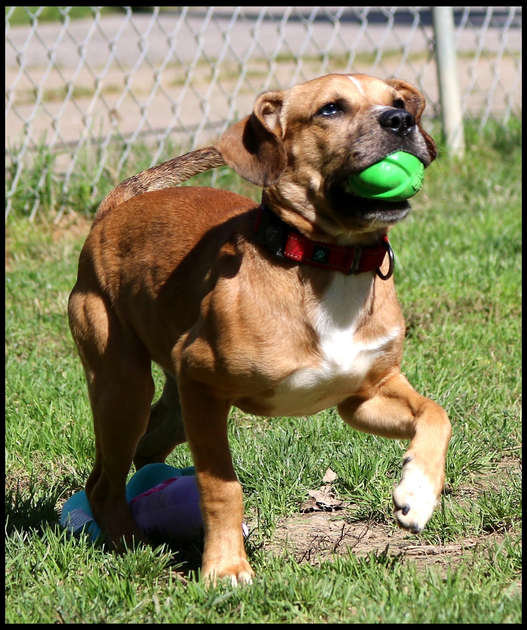 Enlarge Abel, a ADOPTABLE mixed breed in Shippenville, PA image 3/6