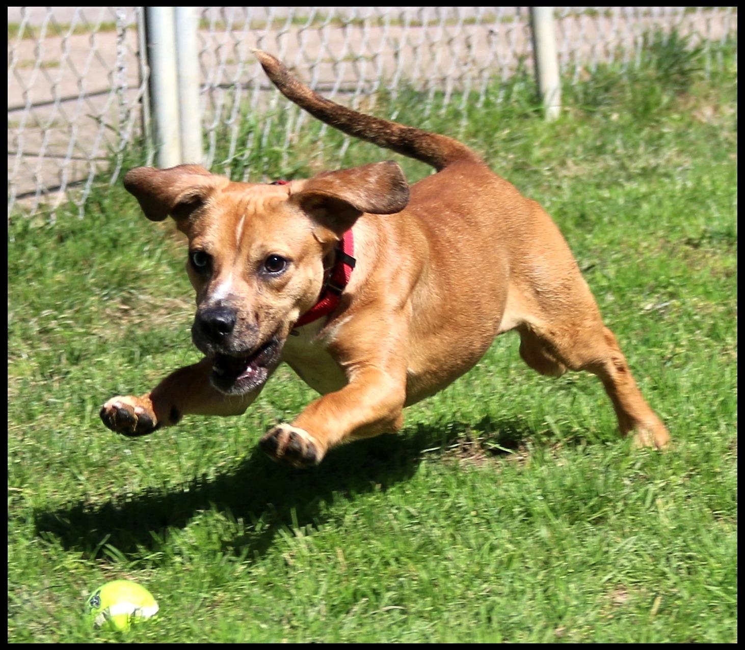 Enlarge Abel, a ADOPTABLE mixed breed in Shippenville, PA image 4/6